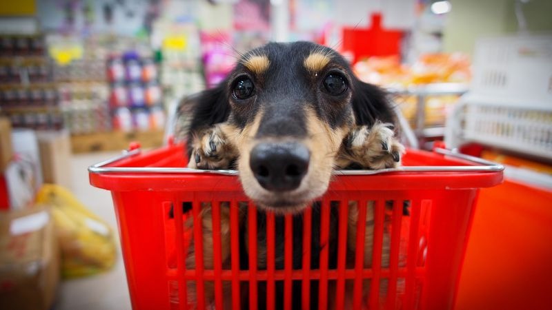 Un rayon petcare attire du monde plus souvent chez vous