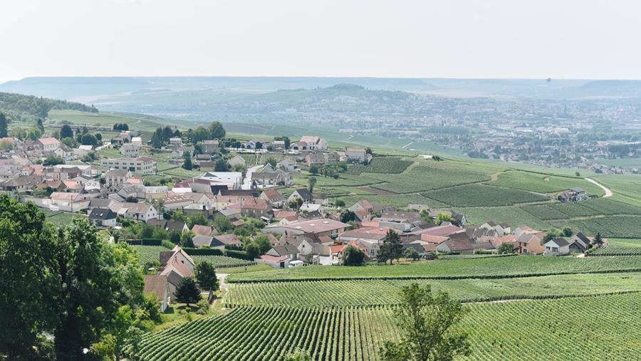 LE SECTEUR DU CHAMPAGNE: BAISSE DE 18%