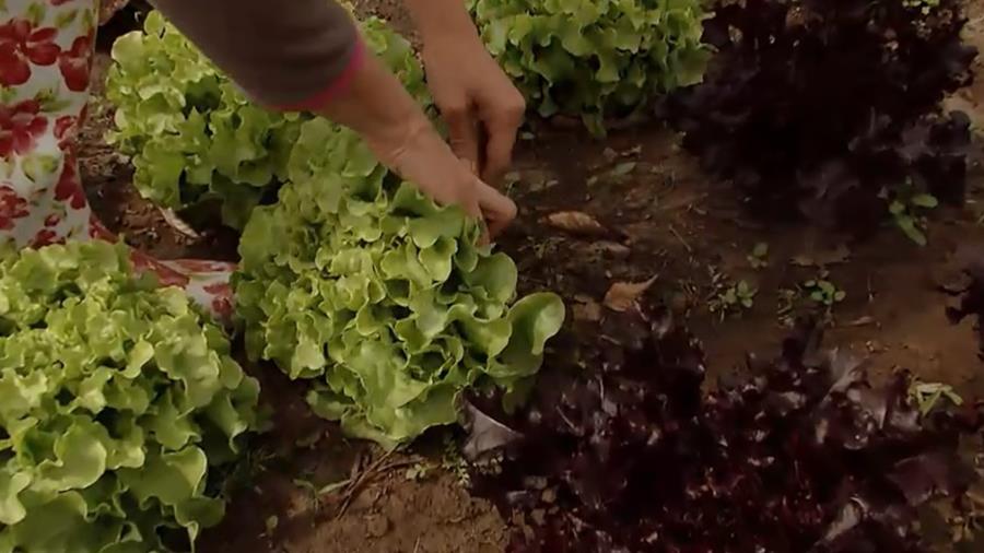 SALADE IN DE MOESTUIN