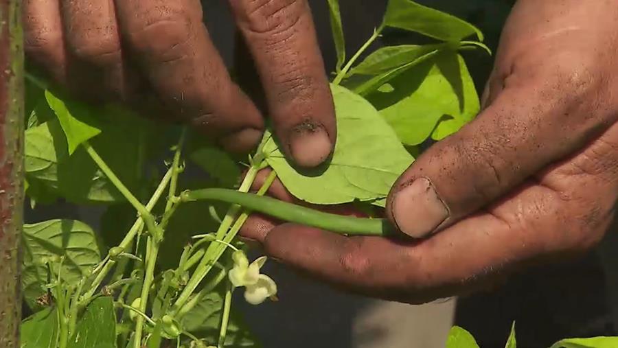 BONEN IN DE MOESTUIN