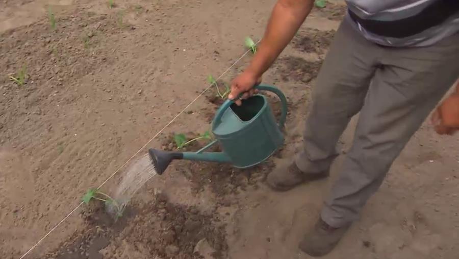 KOLEN IN DE MOESTUIN