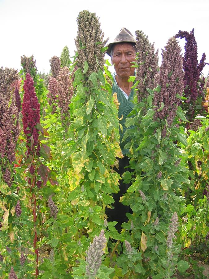 Céréales réduitent le cout alimentaire